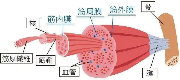 有氧为主运动训练_在运动时氧利用率增加的原因_氧运动有哪些项目